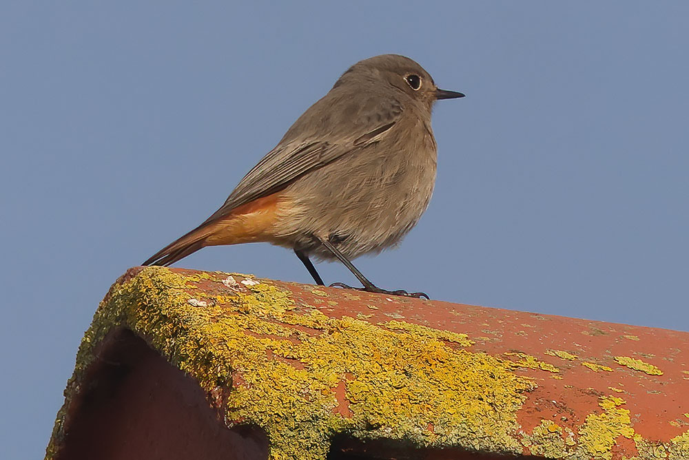 Black redstart